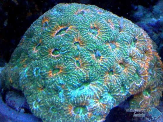 Acanthastrea spp.