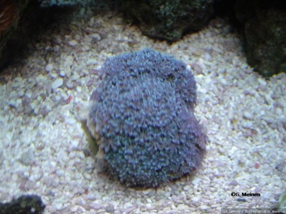 Cornularia cornucopiae - Blaue Röhrenkoralle