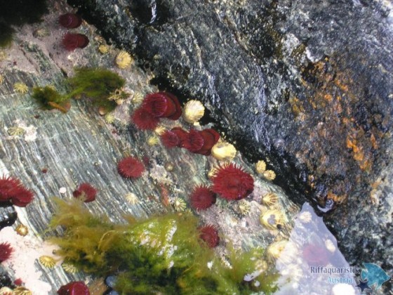 Pferdeaktinien im Gezeitentümpel bei Norwegen