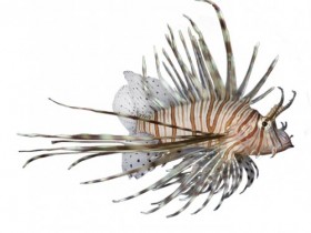 pterois_volitans Kopie.jpg