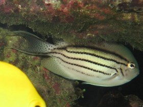 Lyrakaiser