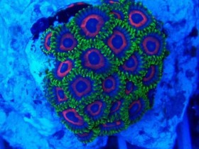 Zoas in the blue