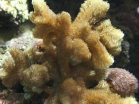 Hydnopora