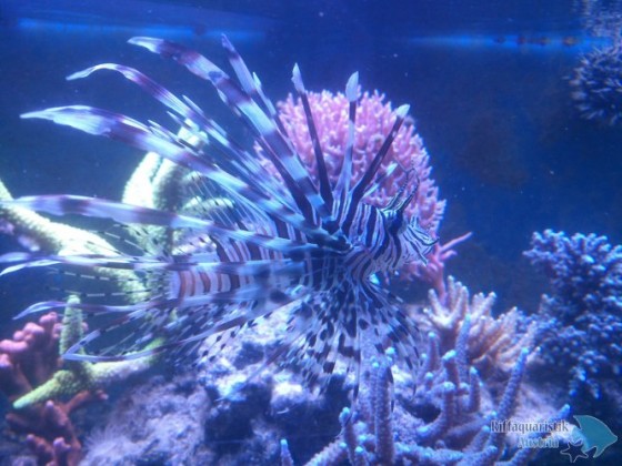 Pterois volitans