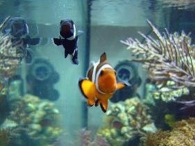 anemonenfische