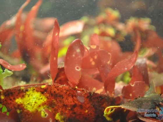 Palmaria palmata