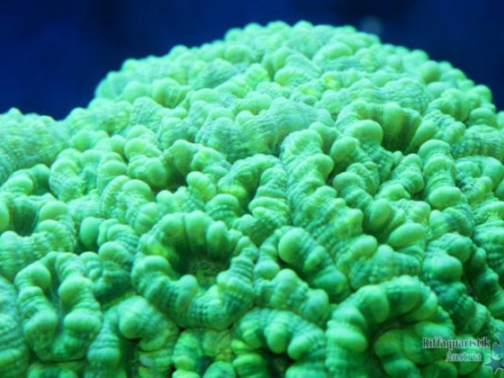 Caulastrea