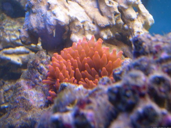 Kupferanemone