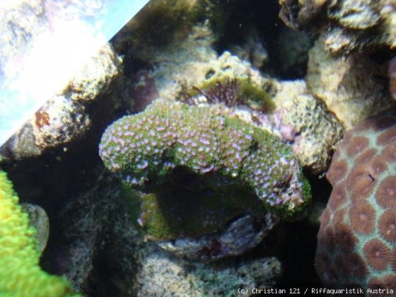 Montipora Rainbow