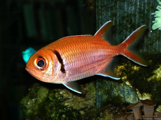 Myripristis kuntee