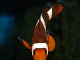 hilfe mein fisch lächelt :)