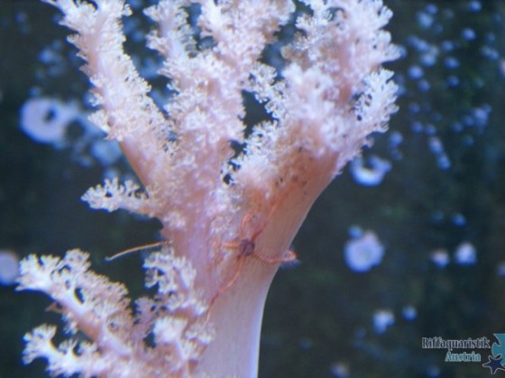 My Reef