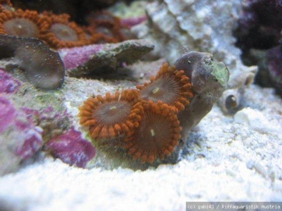 orange krustenanemone