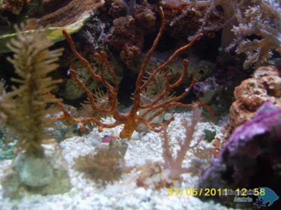 Gorgonie