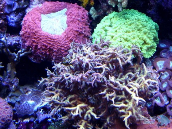Okt. 2011 18.jpg