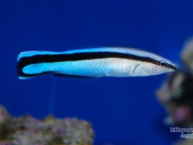 Putzerlippfisch