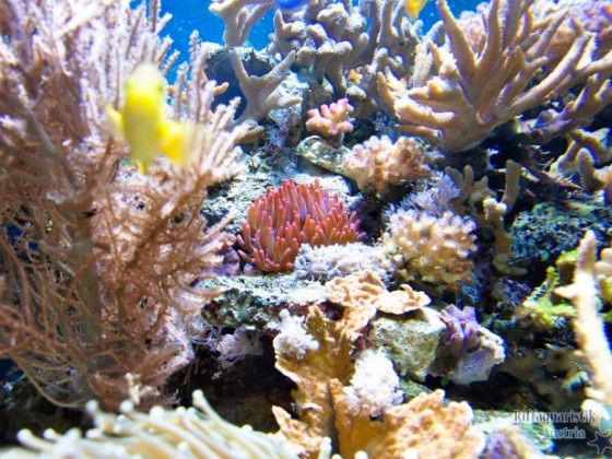 anemone2.jpg