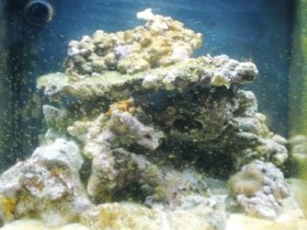 Sera Marine Cube 130 LED, erste Versuche!
