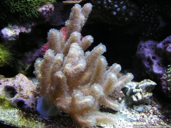 Sinularia