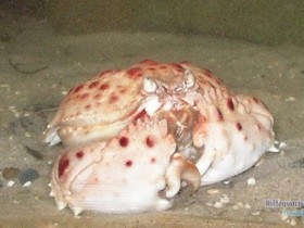 Schamkrabbe oder Hahnenkammkrabbe Calappa granulata