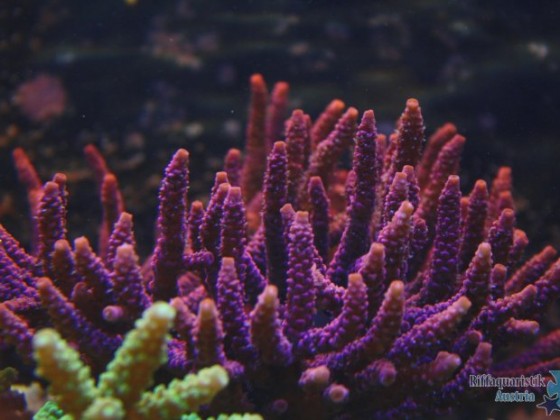 Acropora millepora