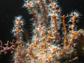 Diodogorgia nodulifera