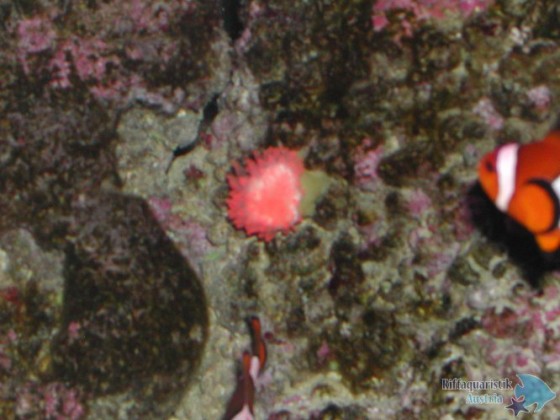 Kupferanemone