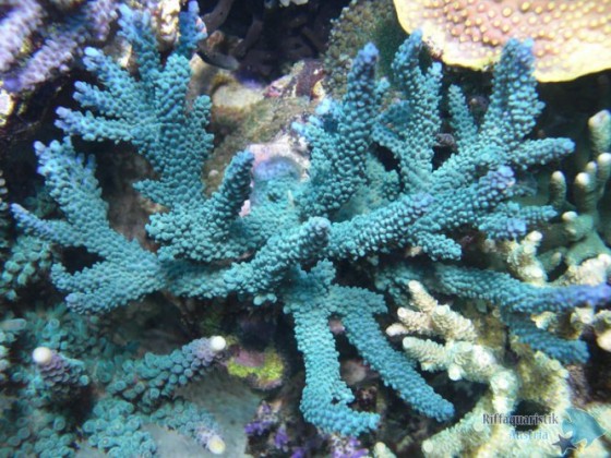 Acropora Unterwasserfoto