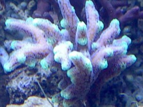 seriatopora