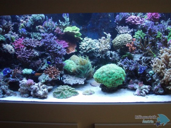 aquarium mai 017.JPG