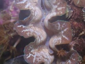 Tridacna