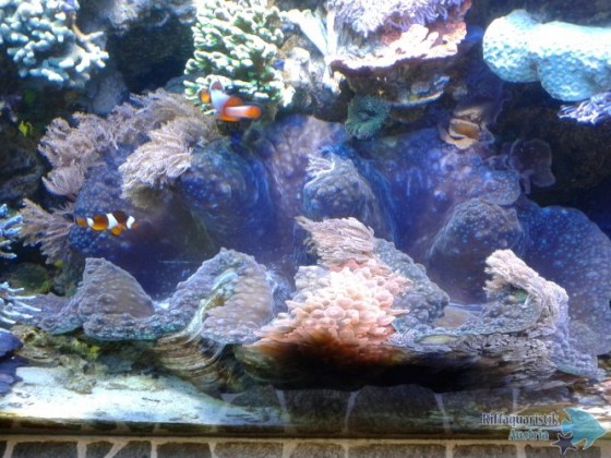 Anemonenlieblingsplatz