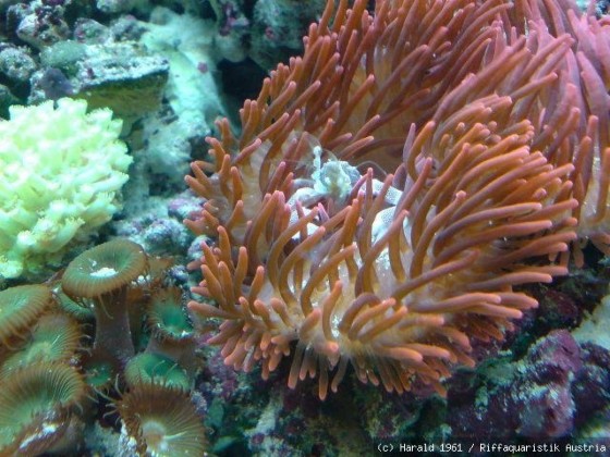 Anemonenkrabbe