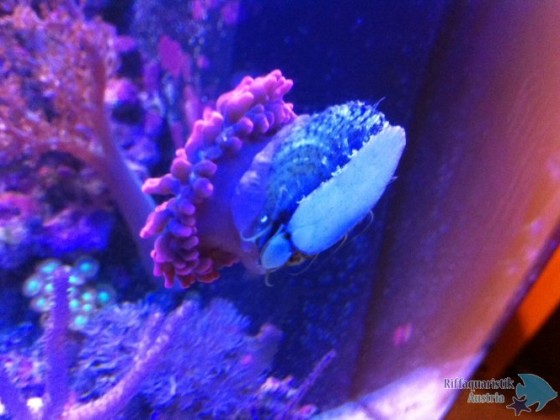 Entacmaea quadricolor auf schnecke