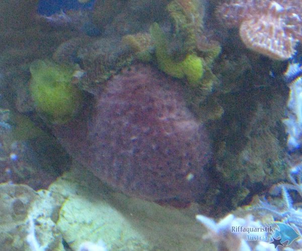 koralle od schwamm