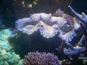 Acropora sp.