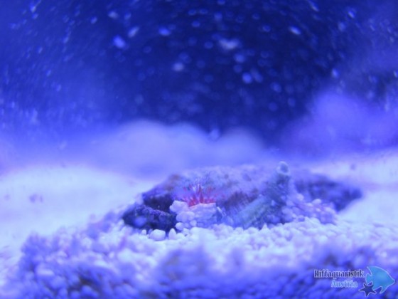 masos blenny