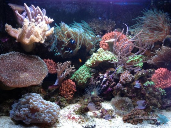 Foto 1(2).JPG