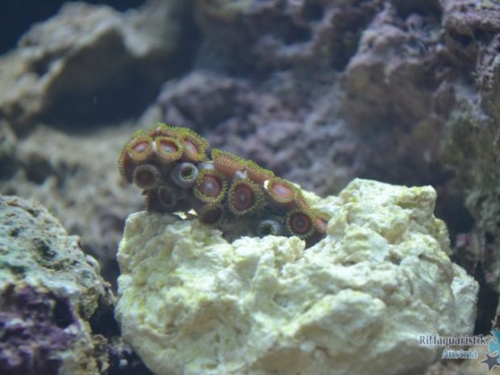 Romans Nano 60L