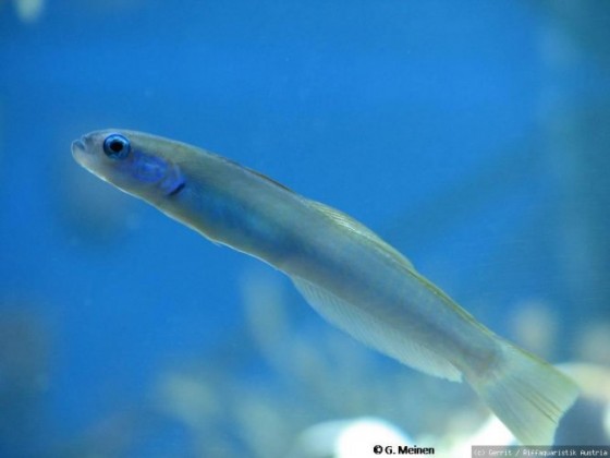 Ptereleotris monoptera