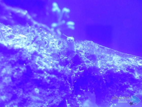 masos blenny