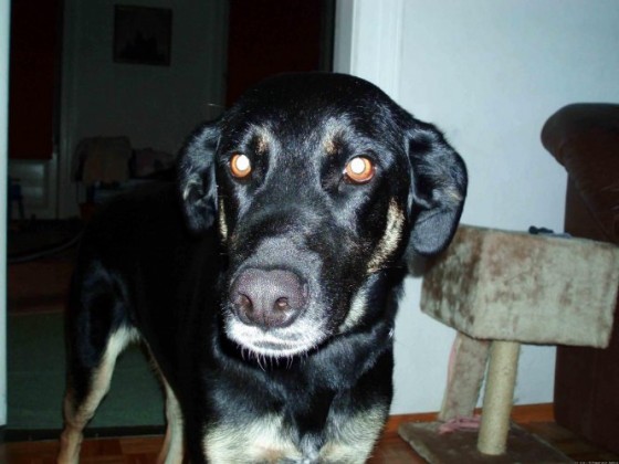 gina