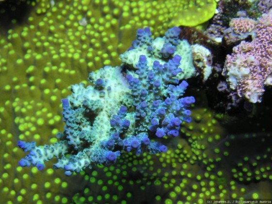 Korallen 5