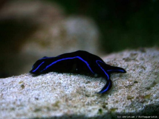 Chelidonura varians