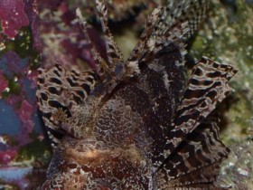 Dendrochirus brachiopterus