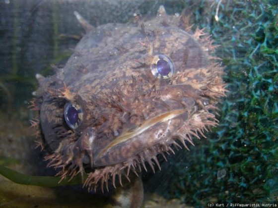 Allenbatrachus