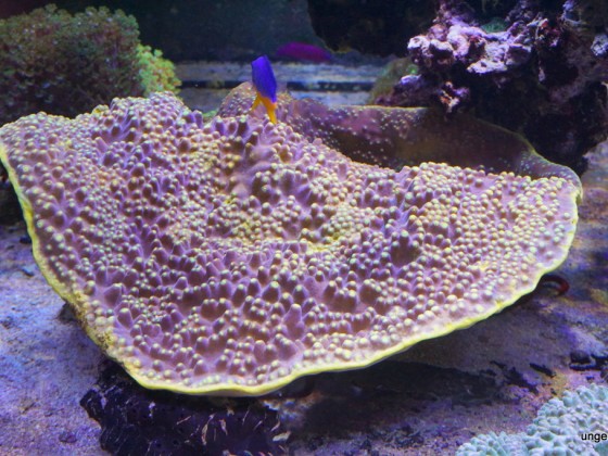 Korallen unter reiner LED Beleuchtung