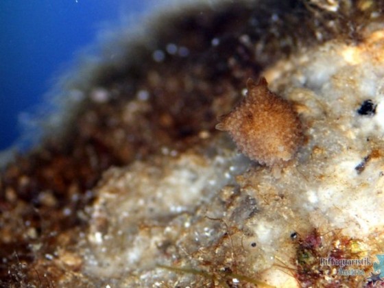 Foraminifera
