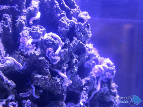 masos blenny
