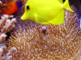 Amplexidiscus